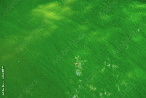 Mass deaths of fish. Greening of river water. The problem of water bloom