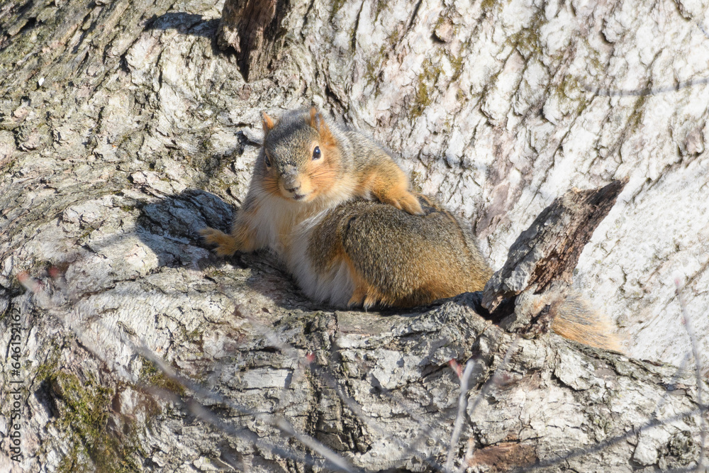 Obraz premium A squirrel in a tree with snow with a winter background.