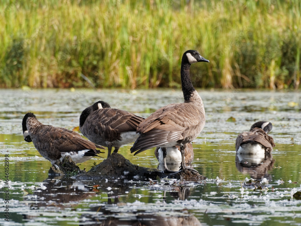 Obraz premium Canada geese preening
