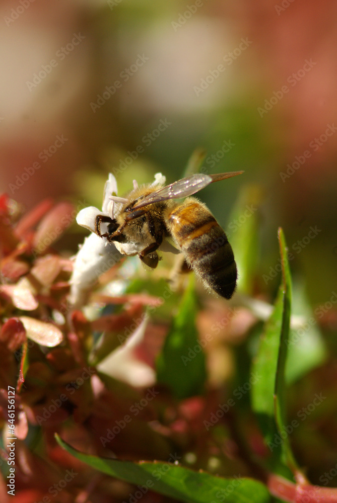 Bee looking for food in a flower in a garden on a sunny day Bee looking for food in a flower in a garden on a sunny day