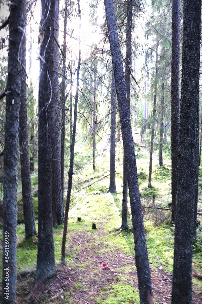 Fototapeta premium footpath in the woods