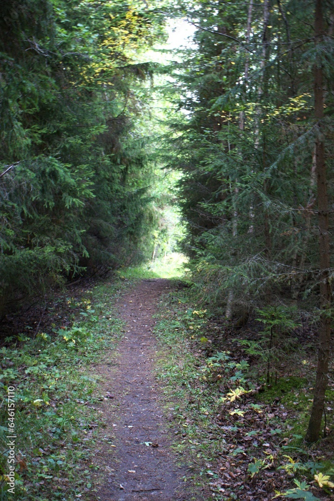 Fototapeta premium footpath in the woods