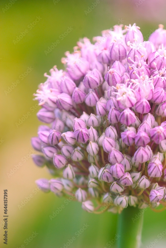 close up of a flower close up of a flower