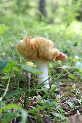 Mushroom from Scandinavia. Forest and Scandinavian mushrooms.