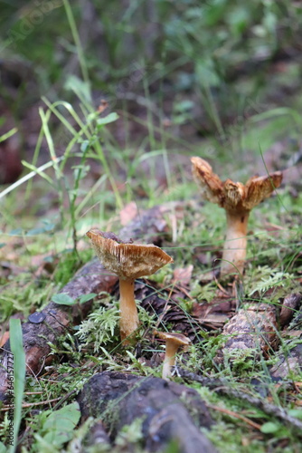 Mushrooms from Scandinavian forests among pines and grasses. © Svetlana