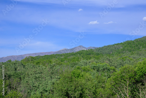 Monte north of Extremadura green Gallego chestnut tree with blue sky mountains in the background