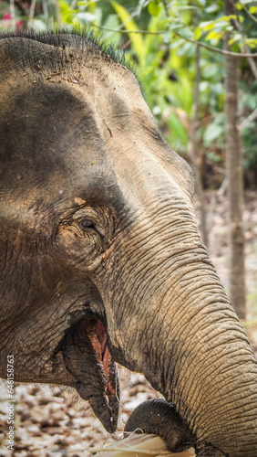 Asian elephants observed in Laos