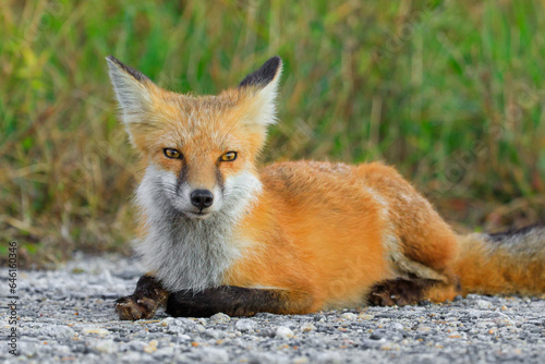 Cute young Red Fox