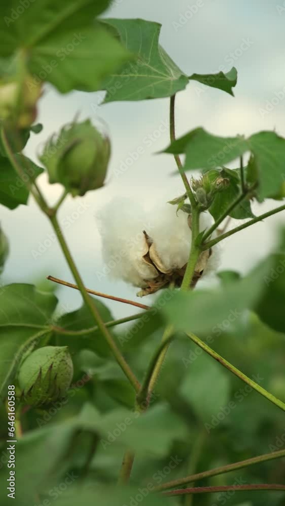 White open cotton flower and green closed cotton flower.Opened cotton flower and closed cotton flower in the hands of a woman. Cotton farm. Cotton flower. Close view White open cotton flower and green closed cotton flower.Opened cotton flower and closed cotton flower in the hands of a woman. Cotton farm. Cotton flower. Close view