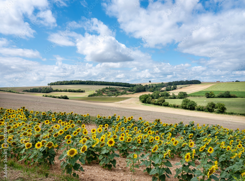 countryside in parc national des forets with fields and sunflowers
