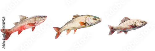 Png Set Redfish on transparent background