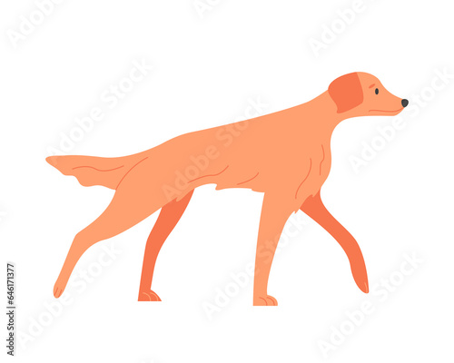 Walking irish setter dog. Domestic family canine breed  puppy friend cartoon vector illustration