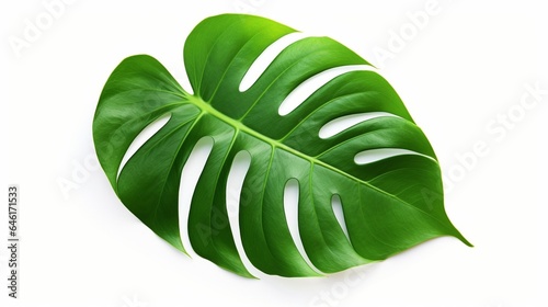 Monstera deliciosa leaf or Swiss cheese plant, isolated on white background, with clipping path : Generative AI