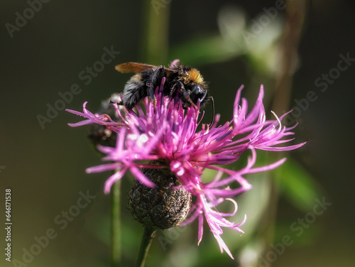 A bee collecting pollen on a colorful field flower, Poland, Close-up photography