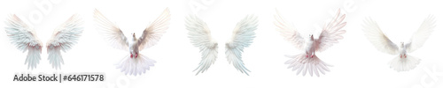 Png Set transparent background with white bird wings © 2rogan