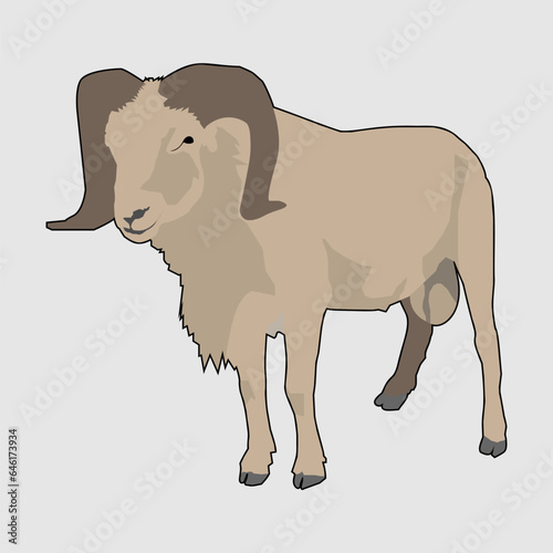 The Male Sheep with Big Horns