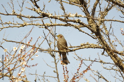 桜の枝に止まる鳥