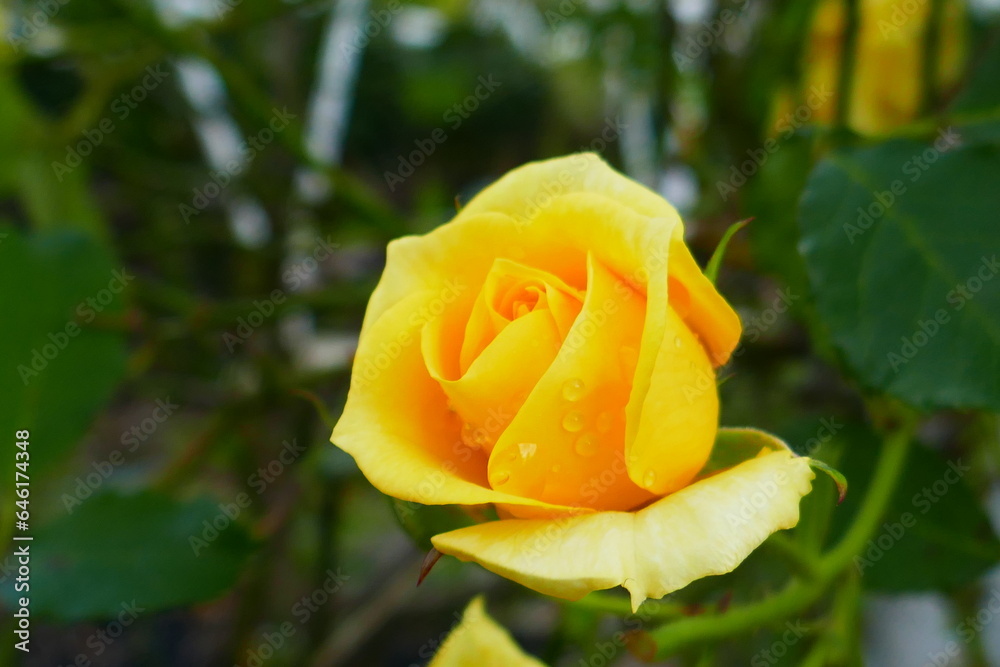 薔薇 薔薇