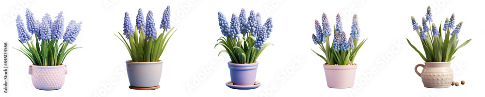 Png Set transparent background with potted Muscari flowers