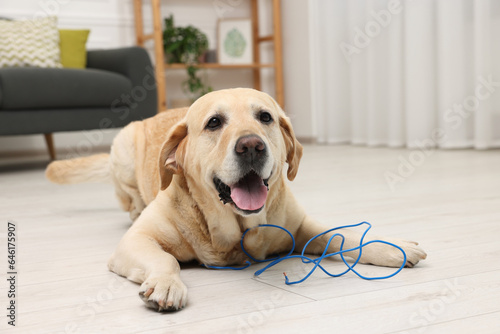 Naughty Labrador Retriever dog near damaged electrical wire at home