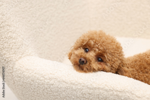 Cute Maltipoo dog resting on armchair, space for text. Lovely pet