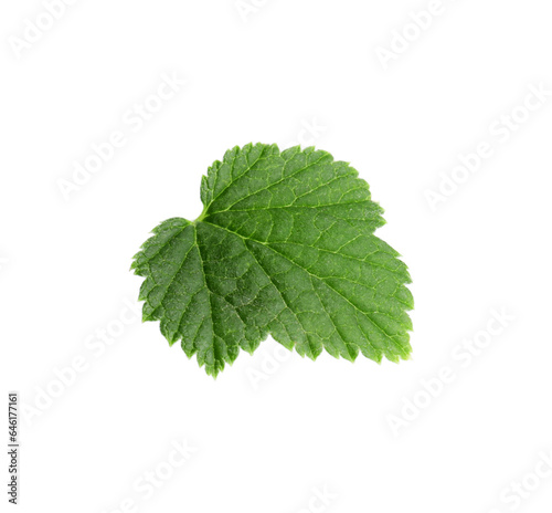 Green leaf of red currant isolated on white
