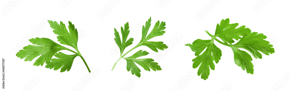 Set with green parsley isolated on white Set with green parsley isolated on white