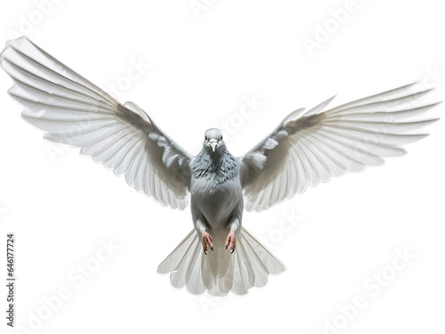 Homing Pigeon's Transparent Flight
