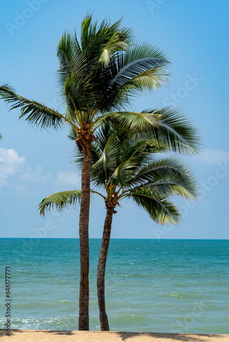 Two coconut palms growing on the sandy shore of the azure tropical sea. Wide green palm leaves against a background of blue sky with rare clouds.