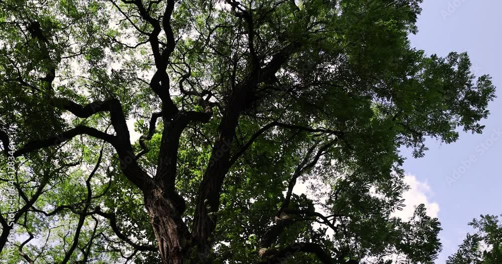 acacia trees in the autumn season in sunny weather, acacia is white with color-changing foliage in the autumn season acacia trees in the autumn season in sunny weather, acacia is white with color-changing foliage in the autumn season