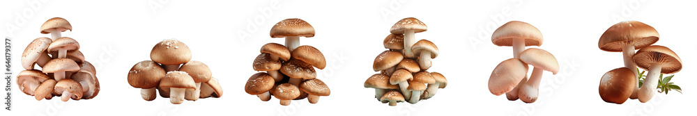 Png Set transparent background with shiitake mushrooms