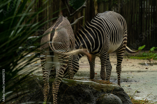 Beautiful zebra animals are eating grass  mother and child zebras
