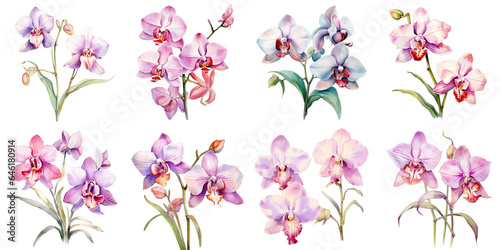 Png Set Two flowers isolated on transparent background illustrated with vibrant watercolors