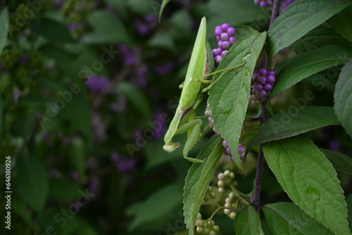 A Giant Asian mantis (Hierodula patellifera).It is arboreal and active from spring to late fall, preying on other insects. There are white markings on the forewings.