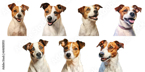 Png Set Small dog breed known as Jack Russell Terrier transparent background