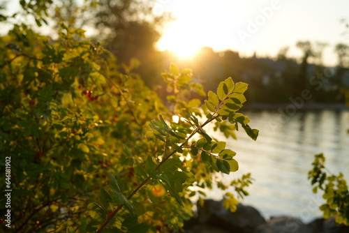 Golden Hour flowers