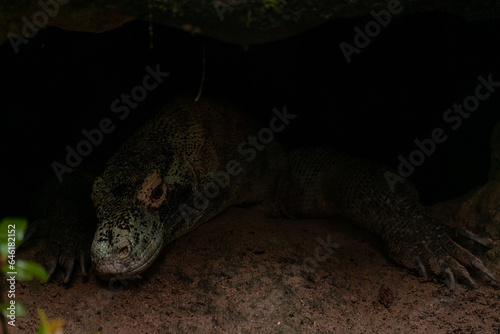 Komodo Dragon Varanus komodoensis hiding under the rock photo