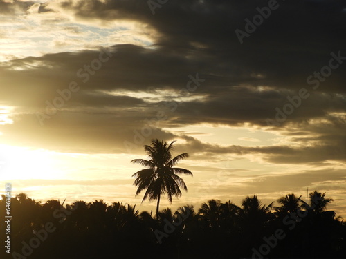 Coconut trees at sunrise