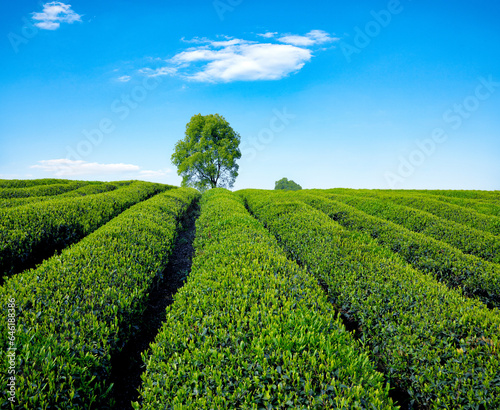 Chongqing banan SAN tea garden photo