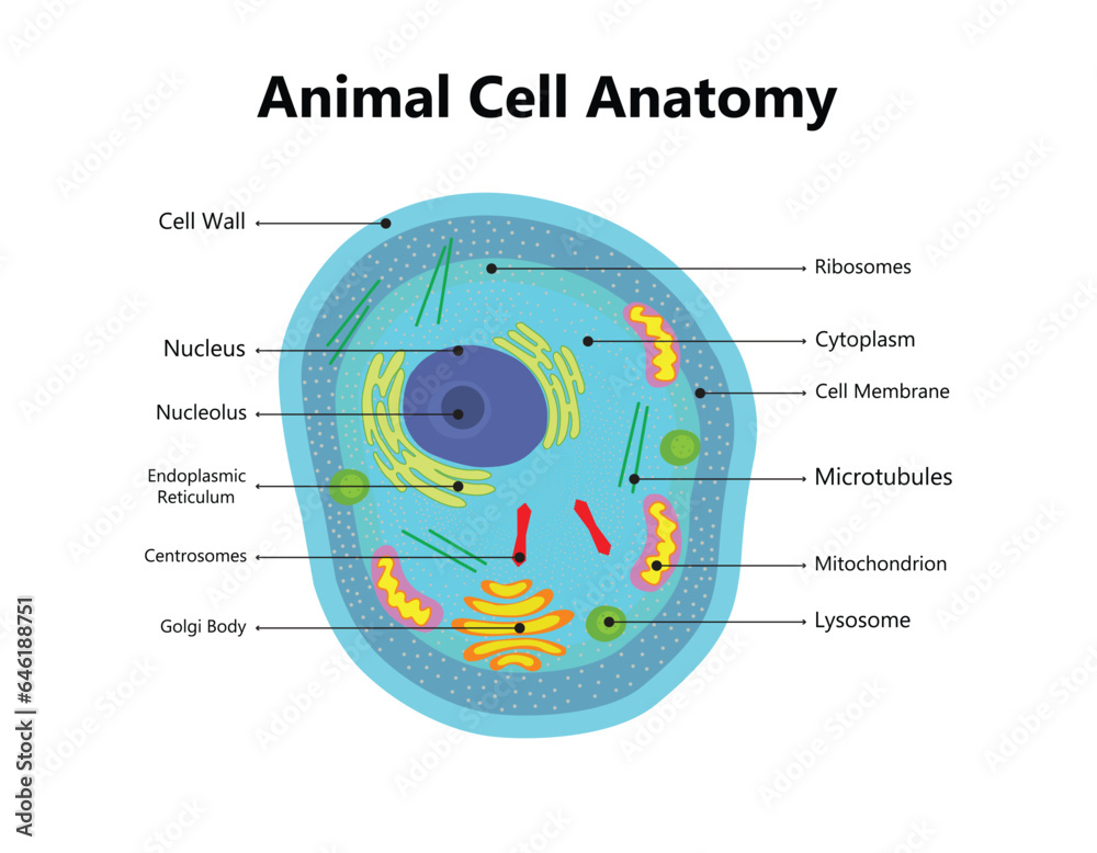 Illustration of the Plant cell anatomy structure. Vector infographic ...