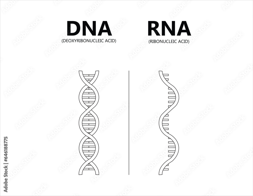 Dna Vs Rna Vector Illustration Educational Genetic Acid Explanation Diagram Nucleobase