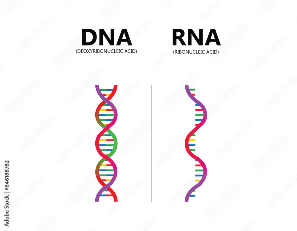 DNA vs. RNA vector illustration. Educational genetic acid explanation ...