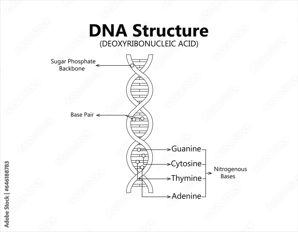 Vector Scientific Icon Spiral Of Dna And Rna An Illustration Of The Differences In The