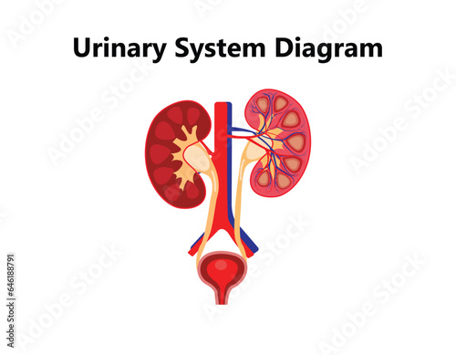 Excretory system vector illustration. Labeled educational human organs location scheme. Diagram with isolated bladder, ureter, kidney, aorta and adrenal gland.