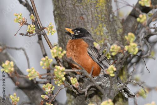 An American robin bird perched on a branch of a flowering tree during a cold raiiny spring day. photo