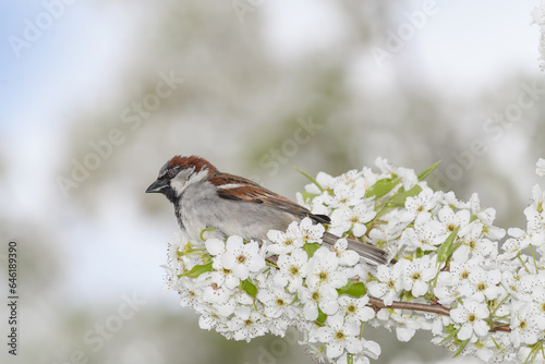 A sparrow bird perched on a branch of a flowering tree during a cold raiiny spring day. photo