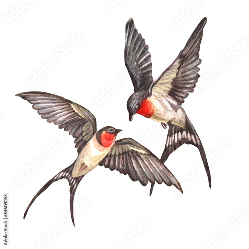 Watercolor swift flying two swallows in sky isolated on white background. Hand-drawn spring and summer bird for card or wedding celebration invite. Clipart for sticker or sketchbook. Wallpaper