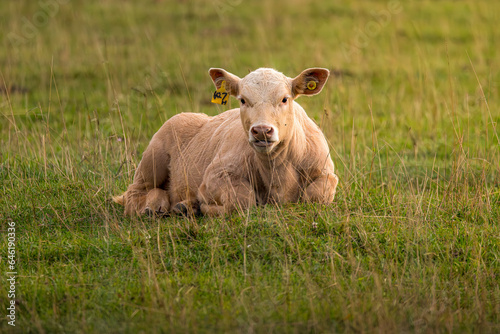 Calf in field © S. Martin