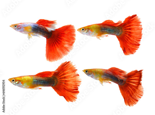 Photography guppy fish isolated on  transparent png