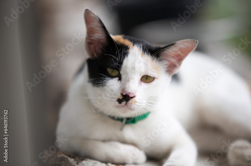 Cute cat resting on the wooden floor in the garden. Selective focus. © Champ